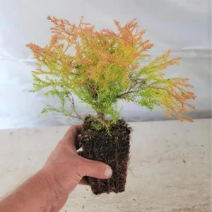 Fire Chief Globe Arborvitae Live Plant - 1 Quart Pot, 6 Inches Tall, Red & Gold Dwarf Evergreen Shrub, Outdoor - Image 5