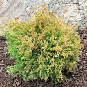 Fire Chief Globe Arborvitae Live Plant - 1 Quart Pot, 6 Inches Tall, Red & Gold Dwarf Evergreen Shrub, Outdoor - Image 6