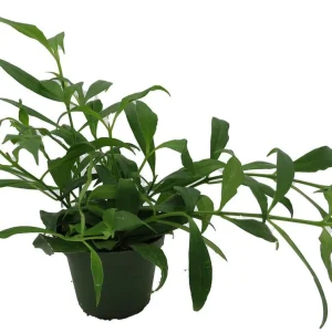 Fire Lipstick Plant Live Plant – Aeschynanthus radicans – 4