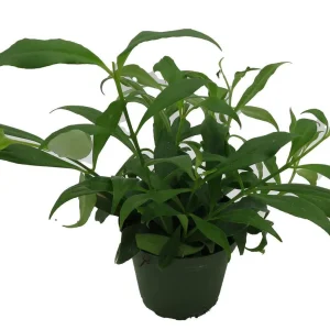 Fire Lipstick Plant Live Plant – Aeschynanthus radicans – 4