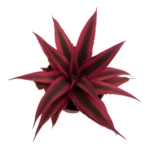 Fire Mystic Red Earth Star Cryptanthus Live Plant - 2.5