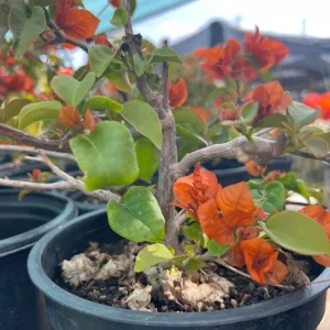 Fire Opal Bougainvillea Live Plant - 1 ft Tall, 1 Gallon Pot - Image 2
