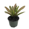 Fireball Neoregelia Bromeliad Live Plant - 4 inch Pot - Houseplant - Image 1