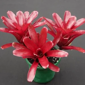 Fireball Neoregelia Bromeliad Live Plant - 4 inch Pot - Houseplant - Image 2