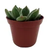 Firecracker Succulent Plant - Echeveria setosa - Live Plant - 2.5 inch Pot - Image 1