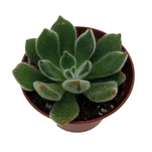 Firecracker Succulent Plant - Echeveria setosa - Live Plant - 2.5 inch Pot - Image 2