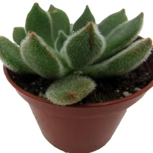 Firecracker Succulent Plant - Echeveria setosa - Live Plant - 2.5 inch Pot - Image 3