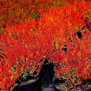 Firefly Scotch Heather Live Plant - Calluna vulgaris - 4 inch Pot - Outdoor Shrub - Image 3