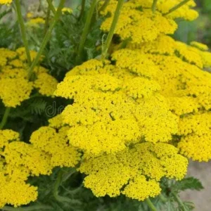 Firefly Sunshine Yellow Yarrow Live Perennial Plant - 6+ Inches Tall, Outdoor, Set of 2 - Image 3