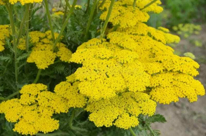 Firefly Sunshine Yellow Yarrow Live Perennial Plant - 6+ Inches Tall, Outdoor, Set of 2 - Image 1
