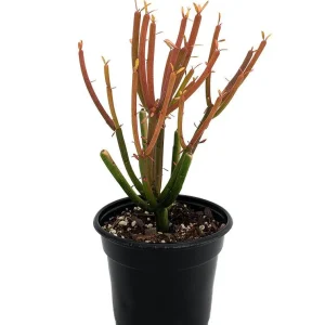 Firesticks Pencil Cactus Live Plant – Euphorbia tirucalli – 4 inch Pot – Indoor - Image 1