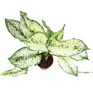 First Diamond Aglaonema Live Plant – 4 inch Potted Houseplant – Indoor - Image 2