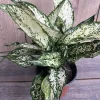 First Diamond Aglaonema Live Plant - White Aglaonema, 6 inch Pot, Indoor - Image 1