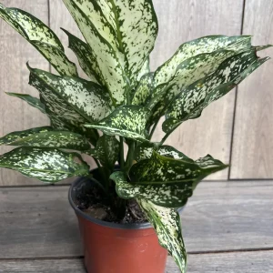 First Diamond Aglaonema Live Plant - White Aglaonema, 6 inch Pot, Indoor - Image 2