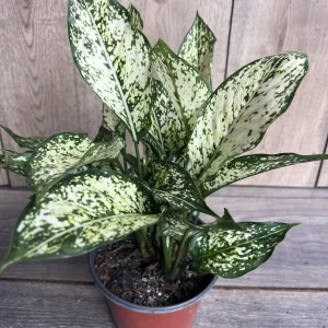 First Diamond Aglaonema Live Plant - White Aglaonema, 6 inch Pot, Indoor - Image 4