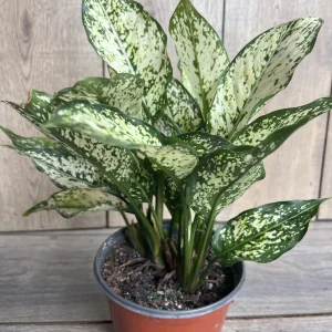 First Diamond Aglaonema Live Plant - White Aglaonema, 6 inch Pot, Indoor - Image 5