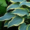 First Frost Hosta Bare Root Plant - Blue-Green Foliage, Purple Flowers, Zone 3-8 - Image 1
