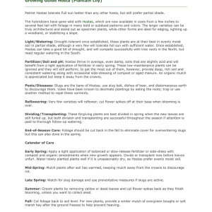 First Frost Hosta Bare Root Plant - Blue-Green Foliage, Purple Flowers, Zone 3-8 - Image 3