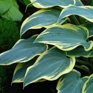 First Frost Hosta Bare Root Plant - Blue-Green Foliage, Purple Flowers, Zone 3-8 - Image 1