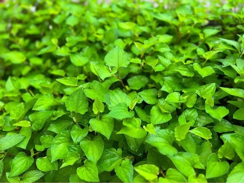Fish Mint Seeds (Houttuynia Cordata) - Chameleon Plant Seeds - 300+ Perennial Herb Seeds - Image 2