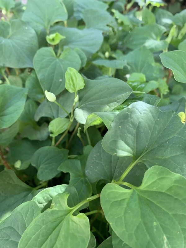 Fish Mint Seeds (Houttuynia Cordata) - Chameleon Plant Seeds - 300+ Perennial Herb Seeds - Image 3