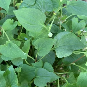 Fish Mint Seeds (Houttuynia Cordata) - Chameleon Plant Seeds - 300+ Perennial Herb Seeds - Image 4