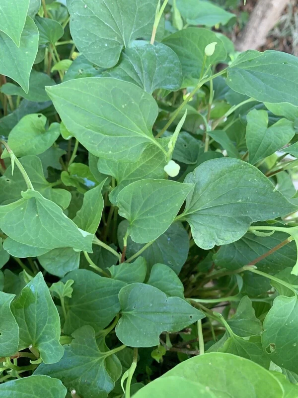 Fish Mint Seeds (Houttuynia Cordata) - Chameleon Plant Seeds - 300+ Perennial Herb Seeds - Image 4