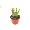 Fishbone Cactus Live Plant – 4 inch Pot – Unique Indoor Houseplant - Image 1