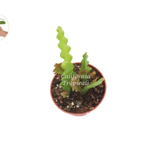 Fishbone Cactus Live Plant – 4 inch Pot – Unique Indoor Houseplant - Image 2