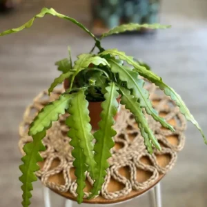 Fishbone Cactus Live Plant – 6-inch Height – 2-inch Pot – Indoor Houseplant - Image 2