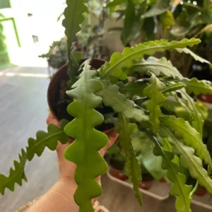 Fishbone Cactus Live Plant – 6-inch Height – 2-inch Pot – Indoor Houseplant - Image 3