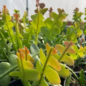 Fishbone Cactus Live Plant – 6-inch Height – 2-inch Pot – Indoor Houseplant - Image 1