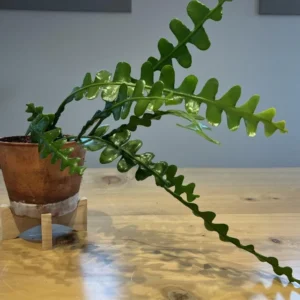 Fishbone Cactus Live Plant – 6-inch Height – 2-inch Pot – Indoor Houseplant - Image 4