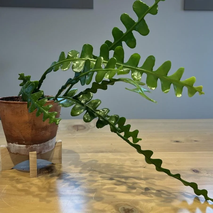 Fishbone Cactus Live Plant – 6-inch Height – 2-inch Pot – Indoor Houseplant - Image 4