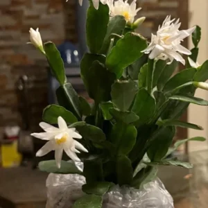 Fishbone Cactus Live Plant – 6-inch Height – 2-inch Pot – Indoor Houseplant - Image 5