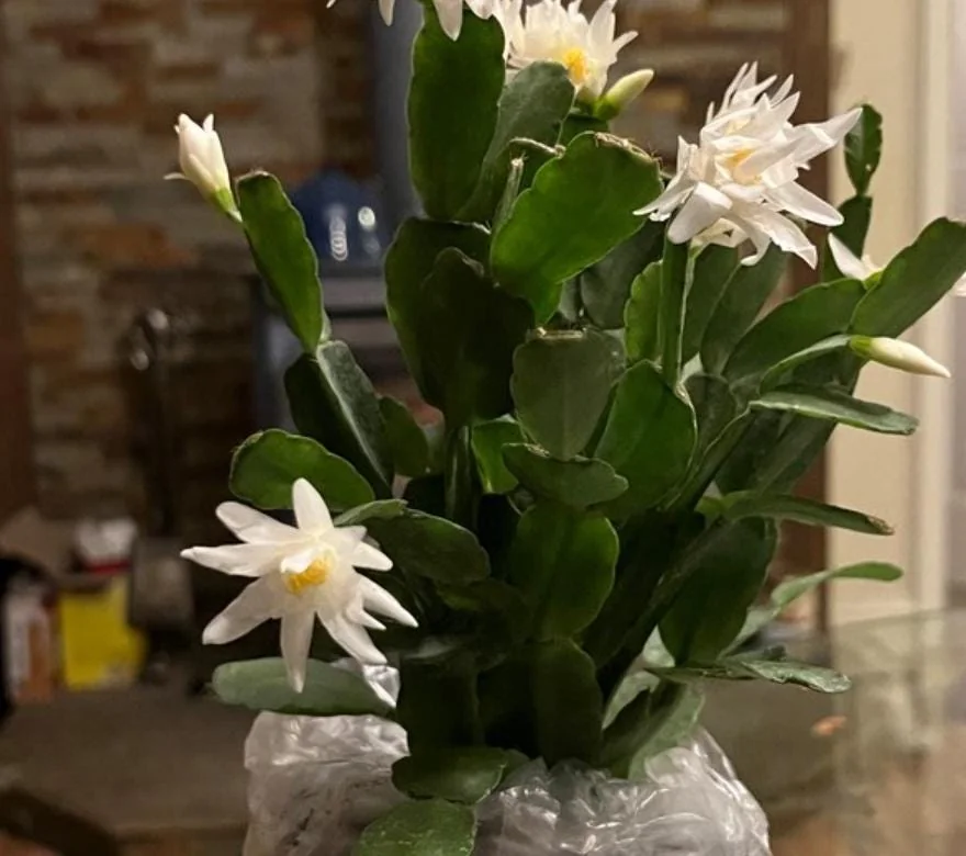 Fishbone Cactus Live Plant – 6-inch Height – 2-inch Pot – Indoor Houseplant - Image 5