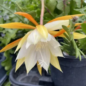 Fishbone Cactus Live Plant – 6-inch Height – 2-inch Pot – Indoor Houseplant - Image 6