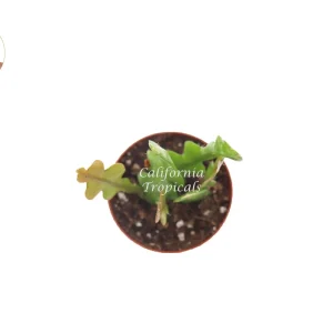 Fishbone Cactus Live Plant – Epiphyllum anguliger – 2 inch Pot – Indoor/Outdoor - Image 2