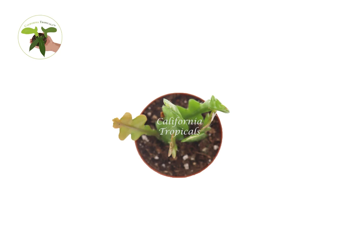 Fishbone Cactus Live Plant – Epiphyllum anguliger – 2 inch Pot – Indoor/Outdoor - Image 2