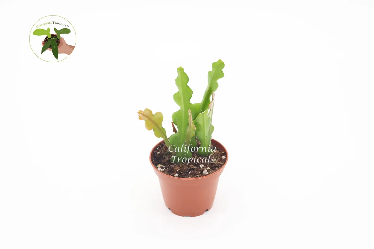 Fishbone Cactus Live Plant – Epiphyllum anguliger – 2 inch Pot – Indoor/Outdoor - Image 1