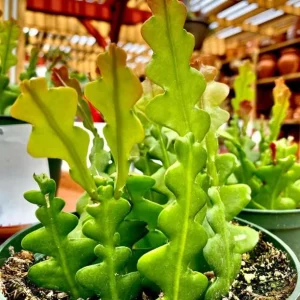 Fishbone Cactus Live Plant - Epiphyllum Anguliger - 4in Nursery Pot - Indoor Houseplant - Image 2