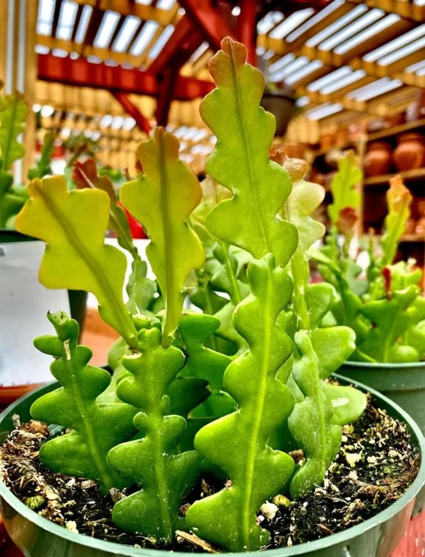 Fishbone Cactus Live Plant - Epiphyllum Anguliger - 4in Nursery Pot - Indoor Houseplant - Image 2