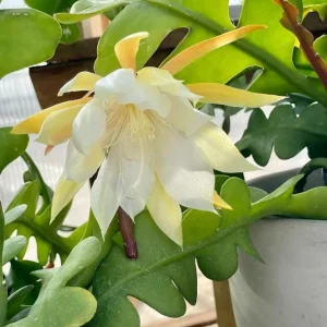 Fishbone Cactus Live Plant - Epiphyllum Anguliger - 4in Nursery Pot - Indoor Houseplant - Image 3