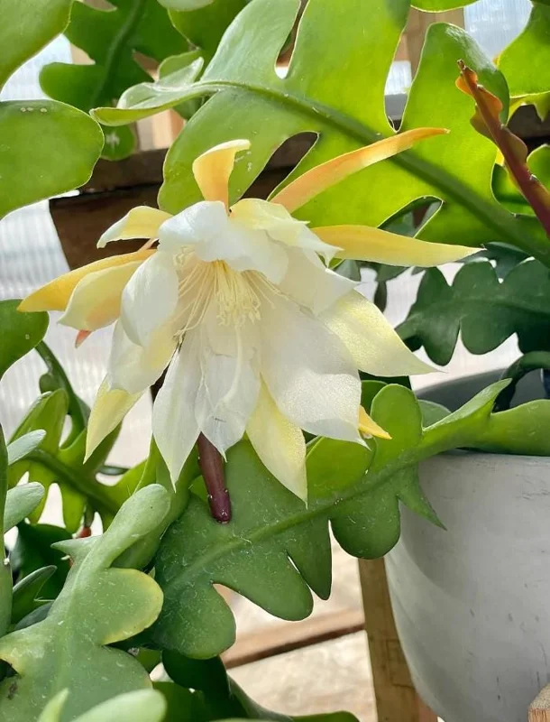 Fishbone Cactus Live Plant - Epiphyllum Anguliger - 4in Nursery Pot - Indoor Houseplant - Image 3