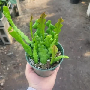 Fishbone Cactus Live Plant - Epiphyllum Anguliger - 4in Nursery Pot - Indoor Houseplant - Image 4