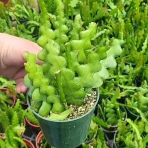 Fishbone Cactus Live Plant - Epiphyllum Anguliger - 4in Nursery Pot - Indoor Houseplant - Image 5