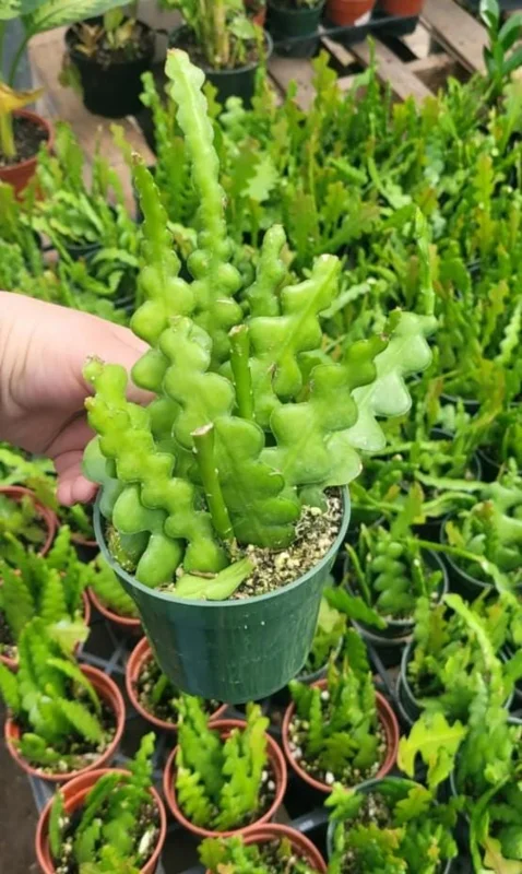 Fishbone Cactus Live Plant - Epiphyllum Anguliger - 4in Nursery Pot - Indoor Houseplant - Image 5