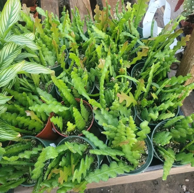 Fishbone Cactus Live Plant - Epiphyllum Anguliger - 4in Nursery Pot - Indoor Houseplant - Image 6