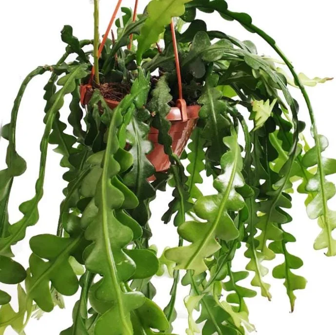 Fishbone Cactus Live Plant - Epiphyllum Anguliger - 4in Nursery Pot - Indoor Houseplant - Image 1