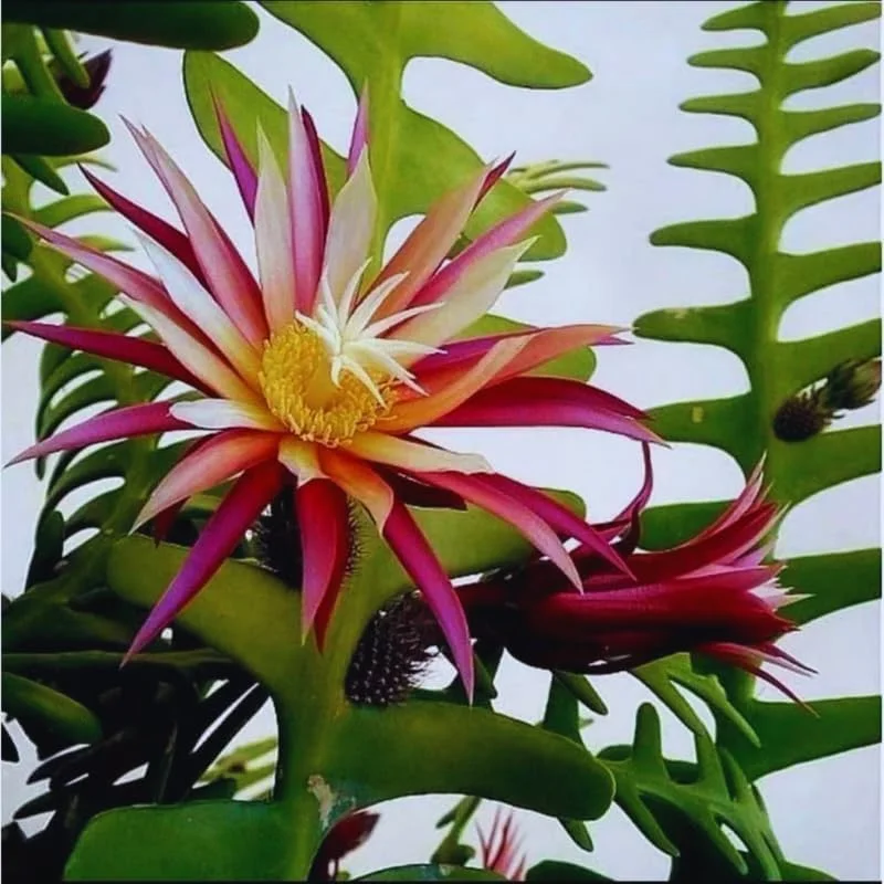 Fishbone Cactus Live Plant – Epiphyllum Anguliger Zig Zag Cactus – 4 inch Pot - Image 2